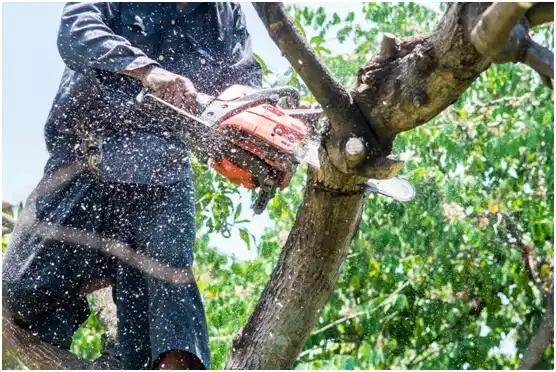 tree services Rincón